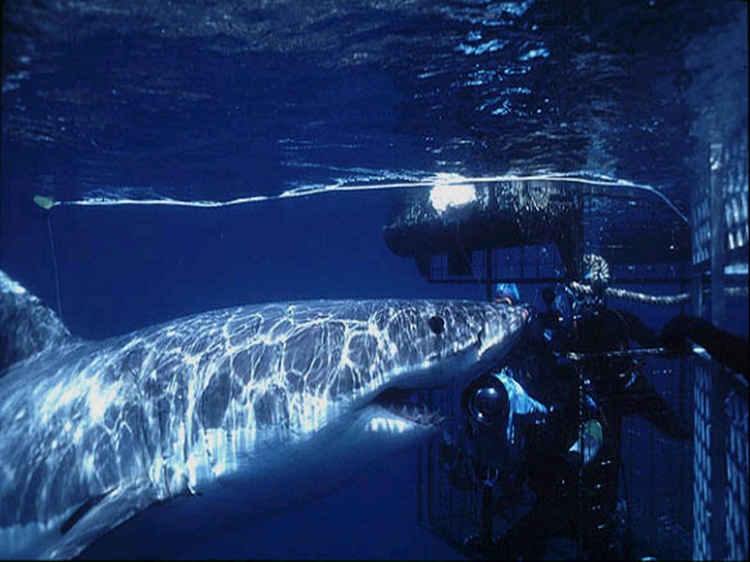 Making friends w/a Great White in Gaansbaai, SA