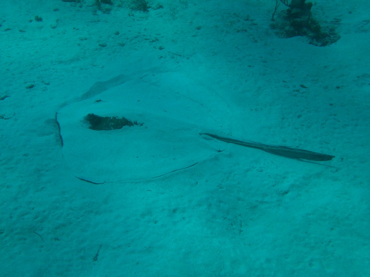 Sting Ray