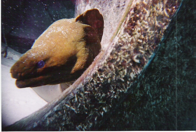 huge eel taken in the Bahamas