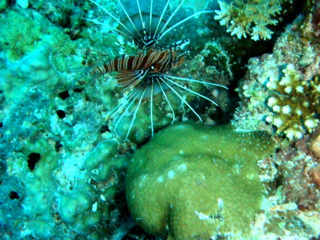 Lion Fish, Maldives