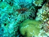 Lion Fish, Maldives