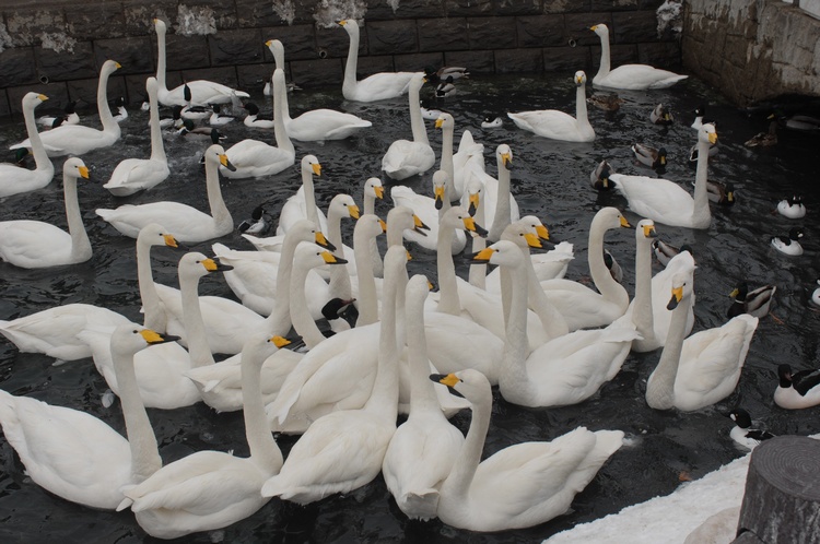 Geese Park in 