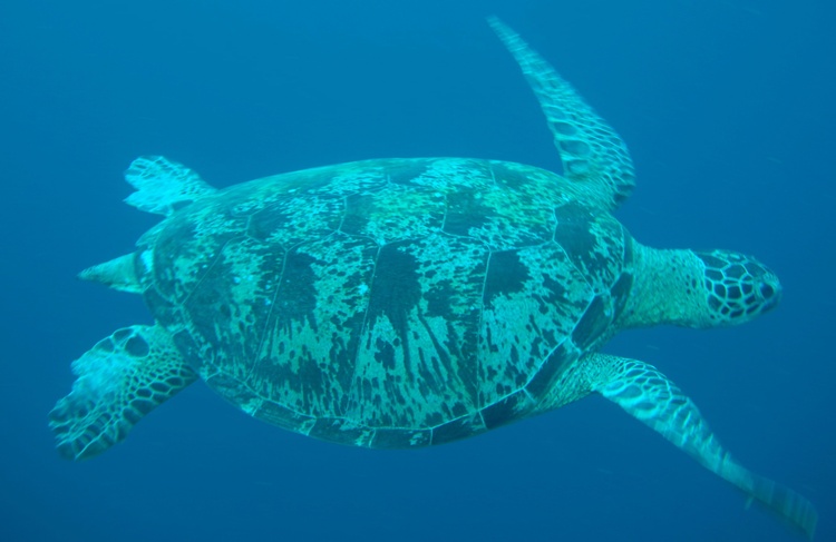 Green Turtle, Sipadan