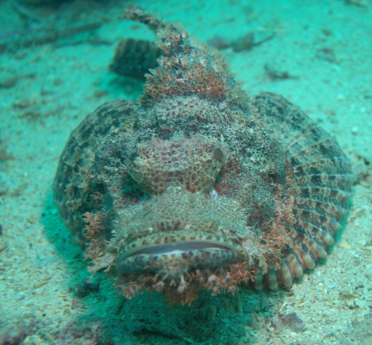 Stone fish in Mabul Island