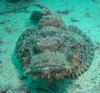 Stone fish in Mabul Island