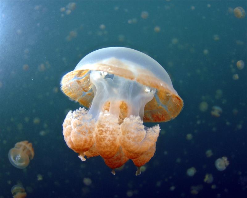 Jelly Fish in Jelly Fish Lake in Palau