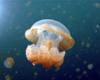 Jelly Fish in Jelly Fish Lake in Palau