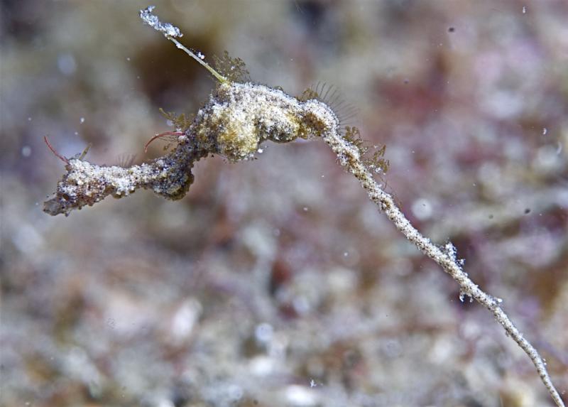 pigmy pipehorse Kyonemichthys rumengani