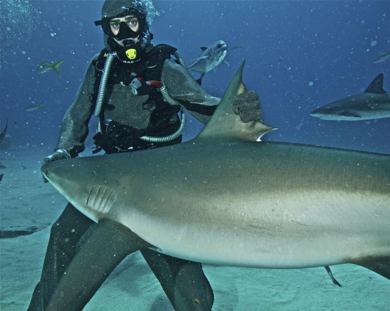 Shark Feeding in Grand Bahamas