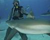 Shark Feeding in Grand Bahamas