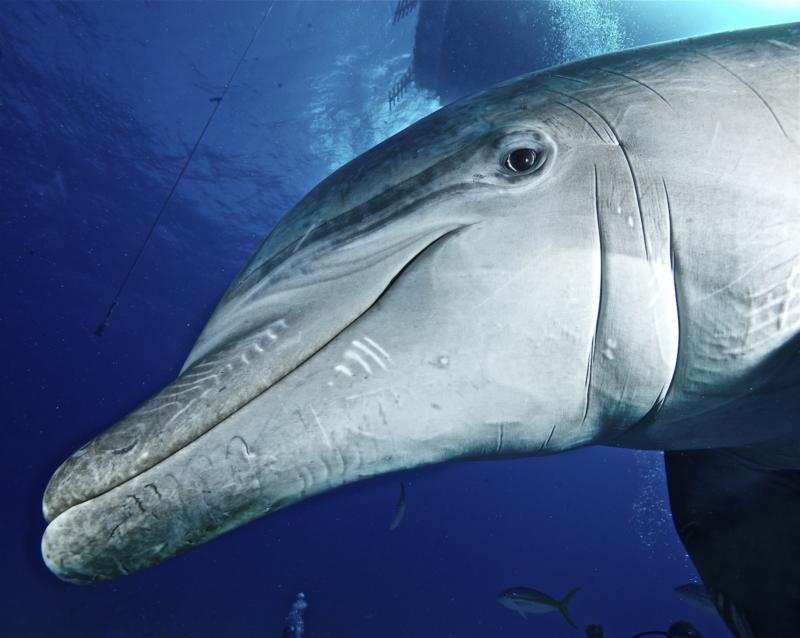 Dolphin in Grand Bahamas