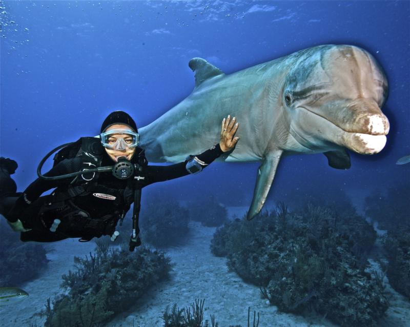 Diving with Dolphin in Grand Bahamas