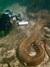 Diving with Anaconda in Brazil