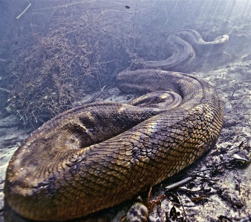 A Huge Green Anaconda in Brazil