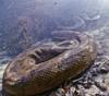 A Huge Green Anaconda in Brazil