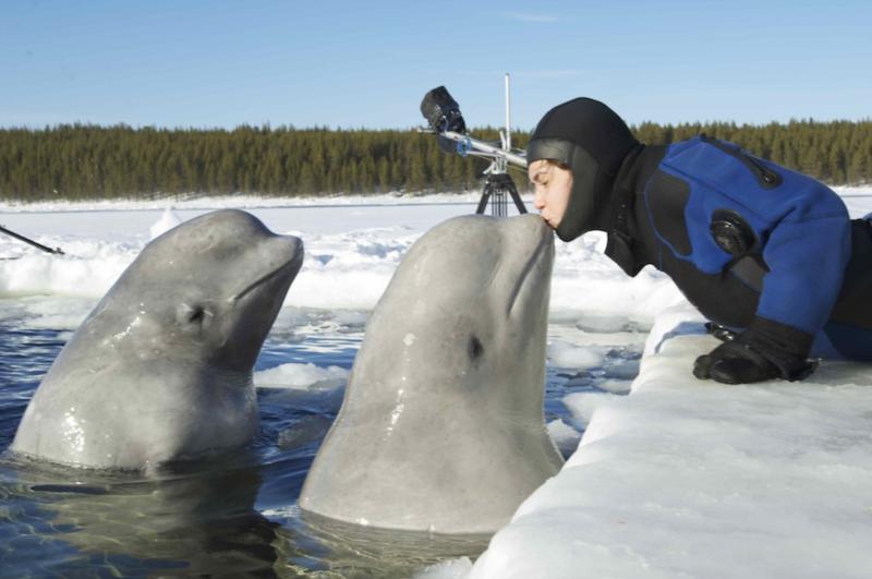 Kissing Belugas