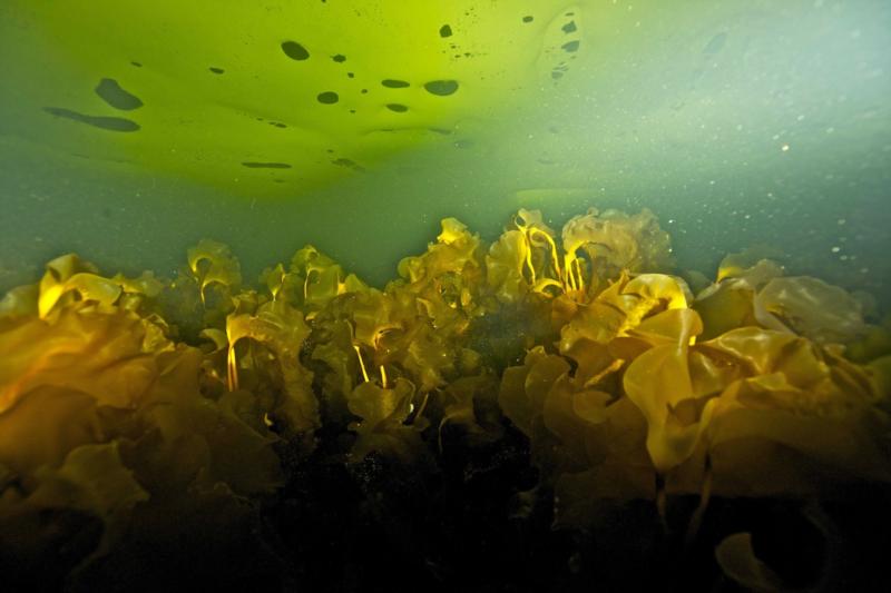 Kelp Forest under ice