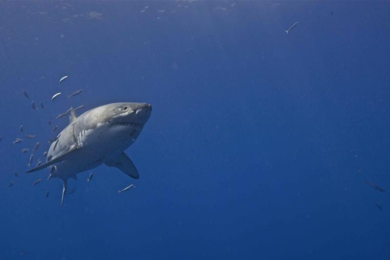 Out of Cage Dive with Great White Sharks