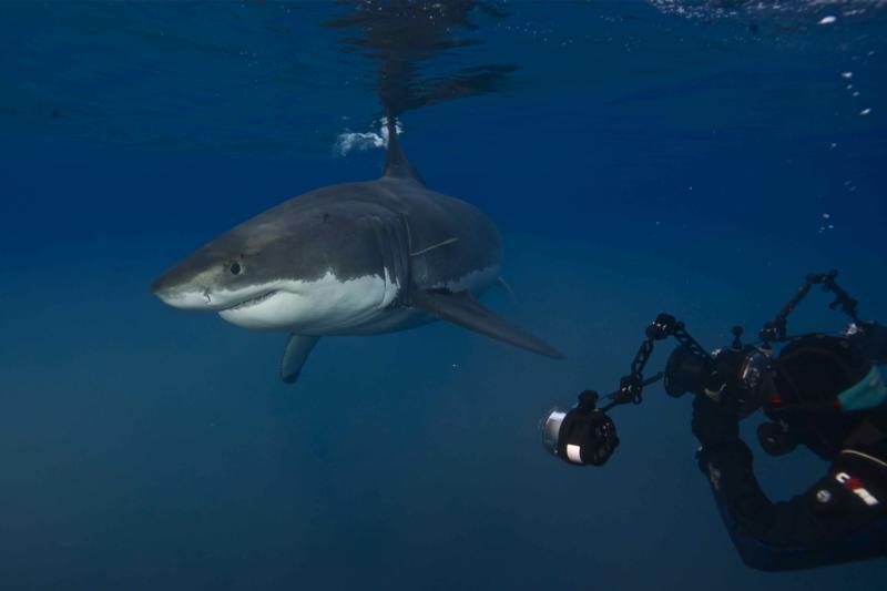 Out of Cage Dive with Great White Sharks