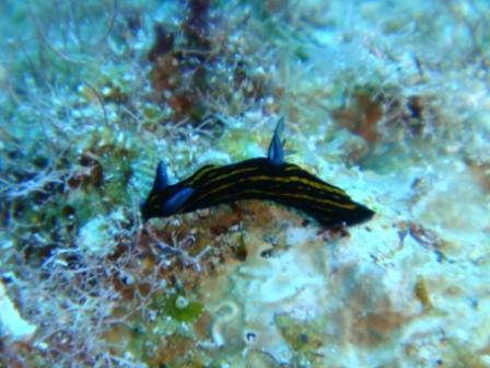 Tianian Nudi