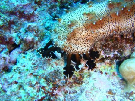 Sea Cucumber