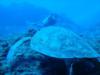 I did not see Turtle