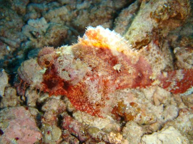 Wing Beach Stonefish