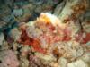 Wing Beach Stonefish