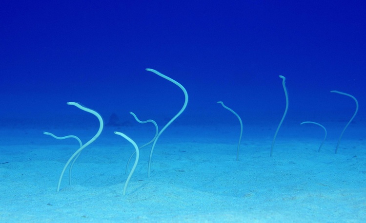 Garden Eels