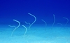 Garden Eels