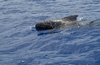 Pilot Whale