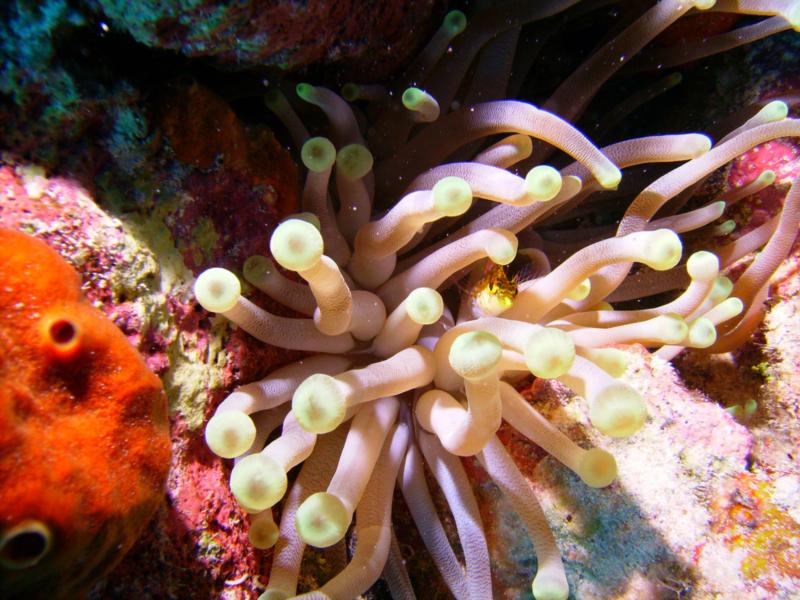 Little Cayman  - Jan 09