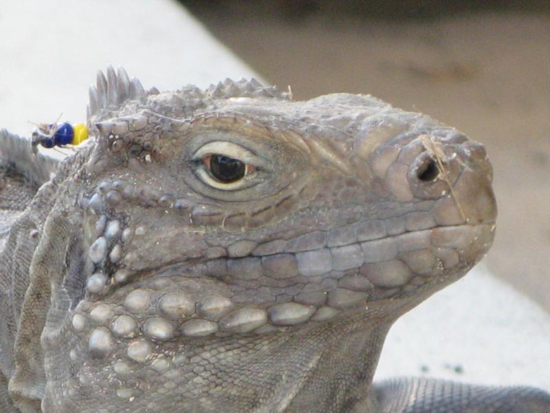 Little Cayman Iguana - Jan 09