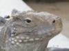 Little Cayman Iguana - Jan 09