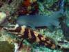 Nurse Shark & Grouper - Little Cayman - Jan 09