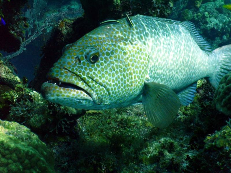 Grouper - Little Cayman - Jan 09