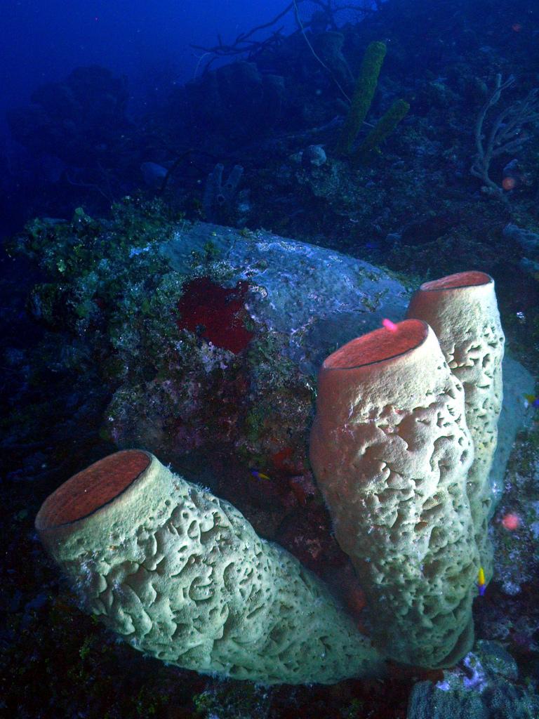 Tube Spnge on the Wall - Little Cayman - Jan 09