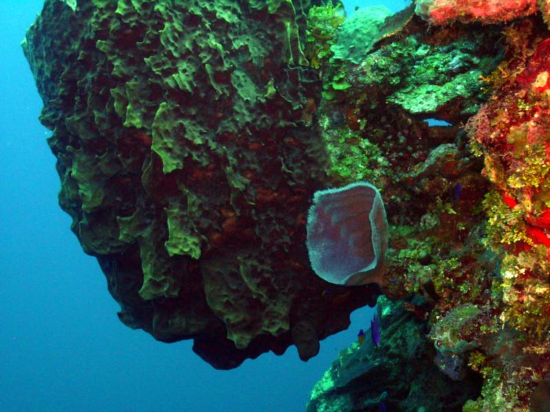 Bloody Bay Wall - Little Cayman - Jan 09