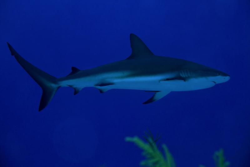 Little Cayman Shark - Sep 2010