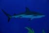 Little Cayman Shark - Sep 2010