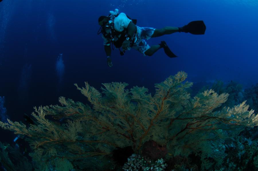 May 2012 - Tubbataha Reef - Sula Sea - Nesher