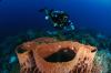 Tubbataha Reef - May 2012 - Sula Sea