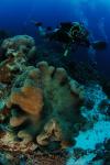 Pastor Carlos Castrejon - Tubbataha Reef - Sula Sea - May 2012