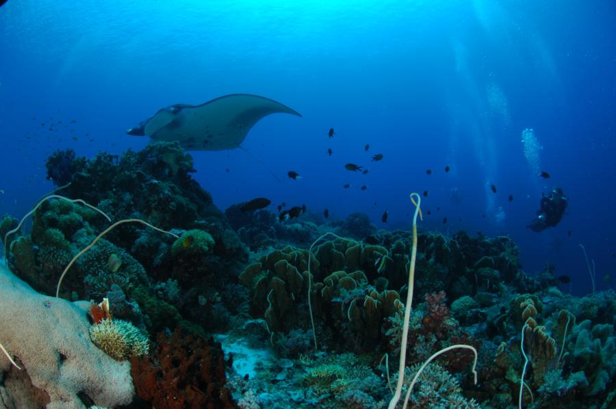 Tubbataha Reef - May 2012