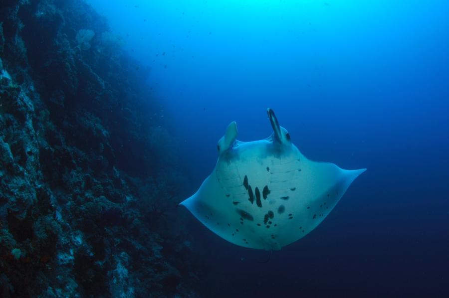 Manta - Tubbataha Reef - May 2012