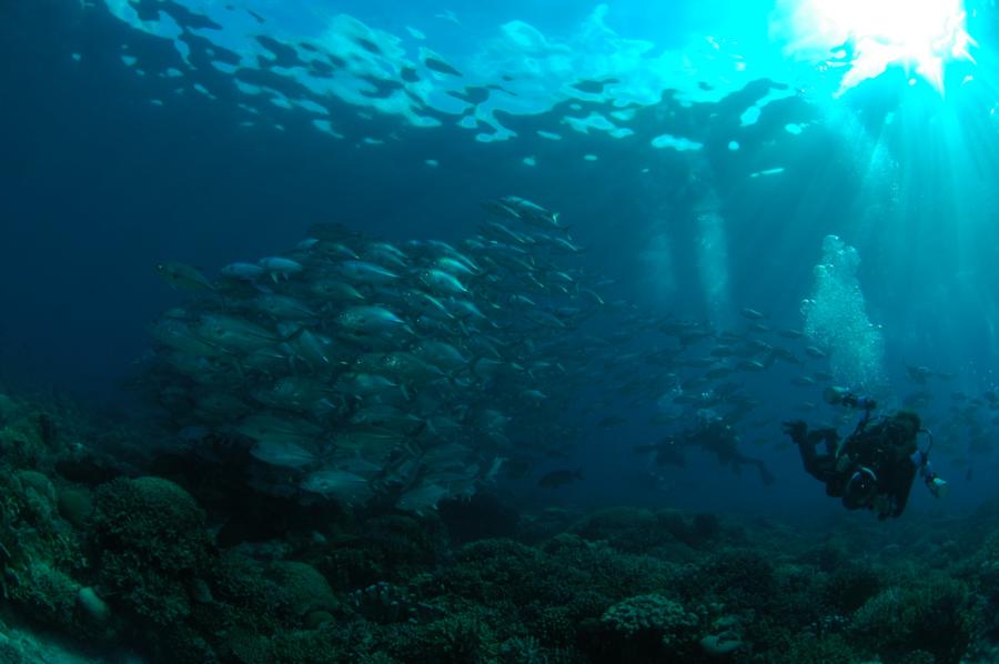 Tubbataha Reef - May 2012