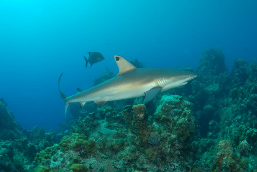 Little Cayman Shark - Cayman Ag - May 2013