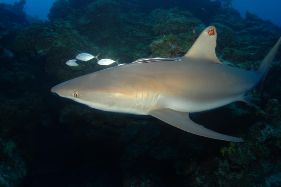 Little Cayman Sharks III - May 2013