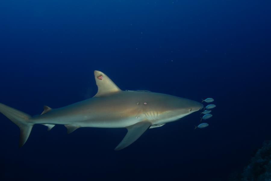 Little Cayman Sharks IV - May 2013