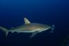 Little Cayman Sharks IV - May 2013 - Nesher